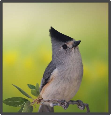 Gray Birds Seen In North America Black Crested Titmouse Titmouse