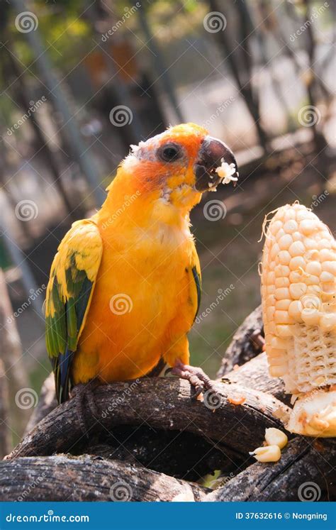 Sick Parrot Stock Photo Image Of Feathers Cute Bright 37632616