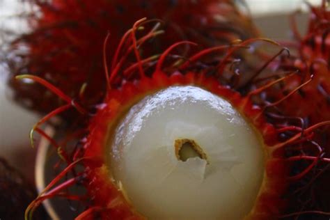 Rambutan Se Asias Hairy Fruit High Quality Food Images ~ Creative