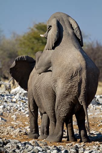 Elefanten Sich Paaren Stockfoto Und Mehr Bilder Von Männliches Tier