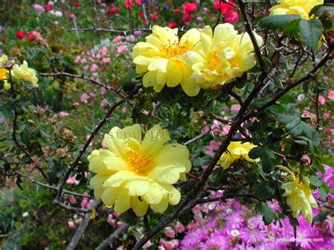 Persian Yellow Rose Rfoetida Persiana