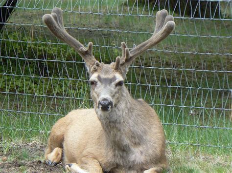 This Charming Hunk Of Venison Lounged Near T Flickr