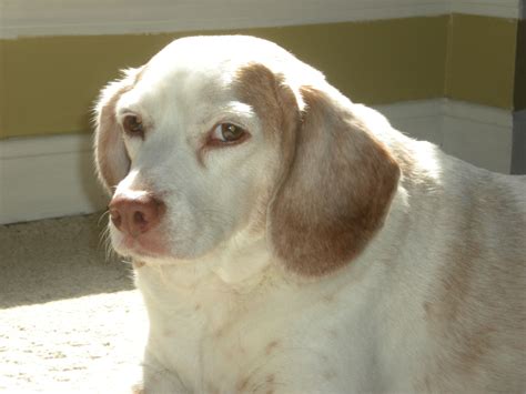 Lemon Beagle Beagle Lemon Beagle Hound Dog