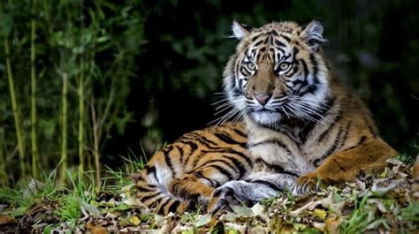 Get To Know The Endangered Sumatran Tiger TheIndonesia Id