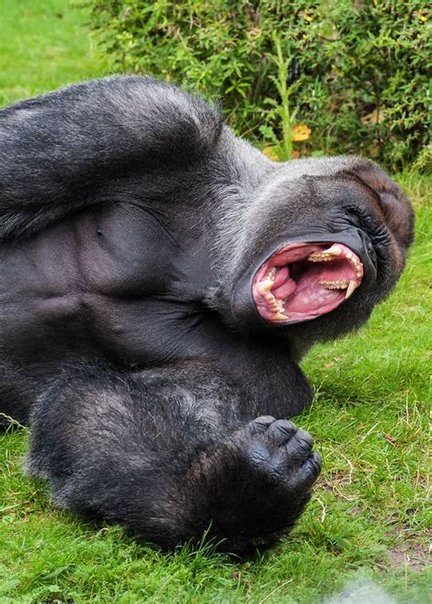 The only way to defeat a gorilla. How Strong is a Gorilla? Silverback Strength vs Humans ...