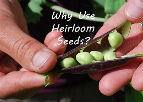 Why Use Heirloom Seeds Mygreenterra