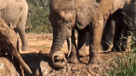 Baby Elephant Saved By Mother Youtube