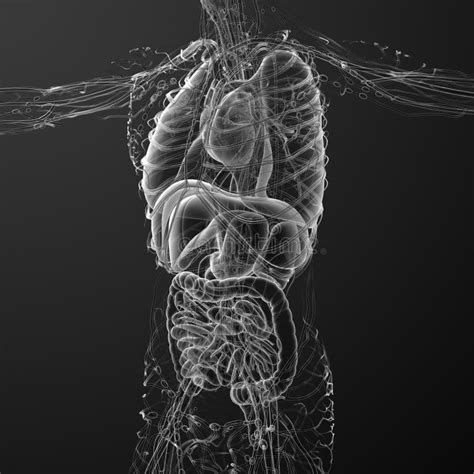 3d Render Medical Illustration Of The Human Body Stock Illustration