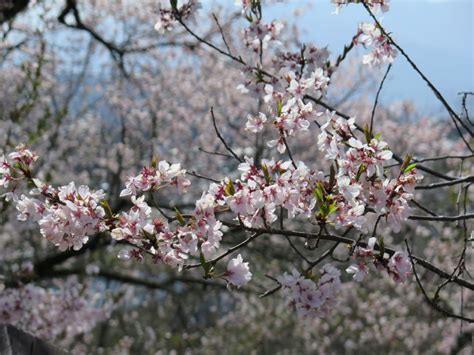 Gambar bunga sakura jepun musim sakura panas luruh dan sejuk di jepun projek travel gambar pink musim bunga sakura mekar kartun jepun romantis bahan Pengalaman Kami Ke Jepun Musim Bunga 2015 | Diary of Muhammad