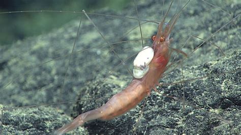 An Unidentified Parasite White Mass Living On The Back Of A Shrimp