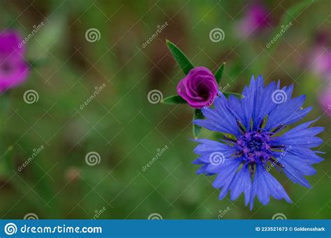Cornflowers Wild Blue Flowers Blooming Stock Image Image Of