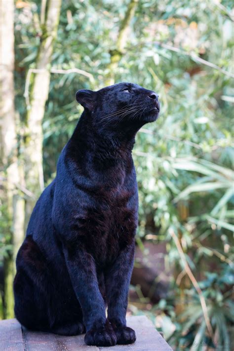Two of the most easily misidentified animals of all. black leopard | Black jaguar, Black panther cat, Big cat ...