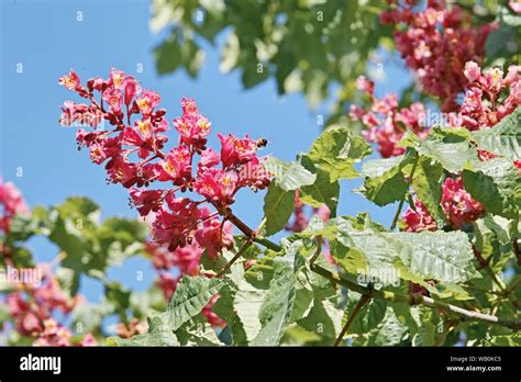 Flowering Panicle Of Red Horse Chestnut Aesculus X Carnea Stock Photo