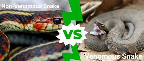 Venomous Vs Non Venomous Snake Whats The Difference Imp World