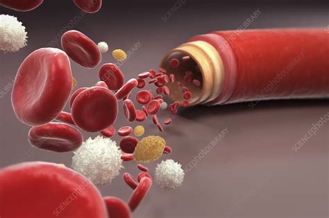 Blood Vessel With Cells Artwork Stock Image C0204894 Science
