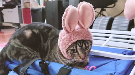Funny Cats Video D Cats Wearing Bunny Ears Youtube