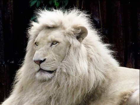 White Lions Hd Funny Wallpapers ~ Funny Wallpapers