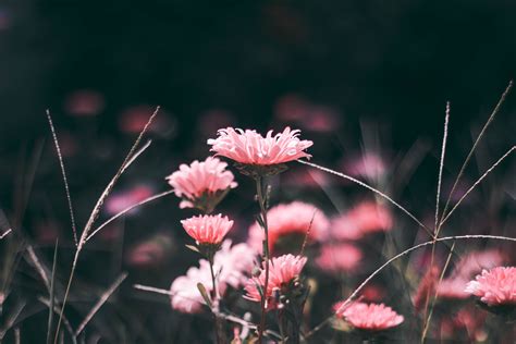 Pink Chrysanthemum Flowers Flowers Pink Blur Hd Wallpaper