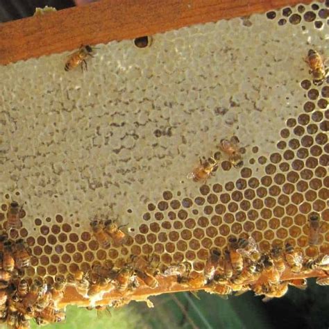 How To Clean Beeswax The Easy Way Carolina Honeybees Honey Bees