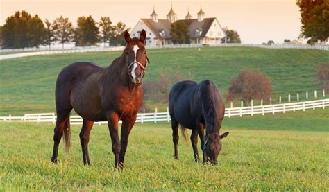 What Is Equestrian Property at Cynthia Woodard blog