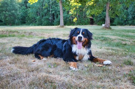 How Much Does A Bernese Mountain Dog Cost A Complete Guide