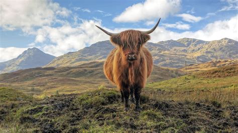 La Famosa Vaca De Las Highlands Escocia