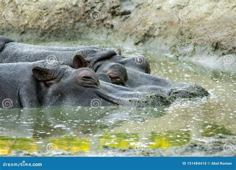Couple Of Beautiful Hippos Hippopotamus Amphibius Floating In The Water