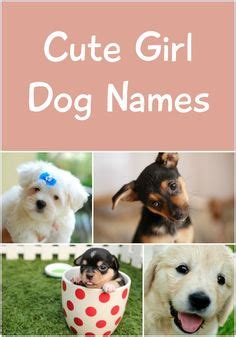 First is breakfast, then lunch, then dinner, then dessert. Dog Names on Pinterest | Dog Names, Funny Dog Names and ...