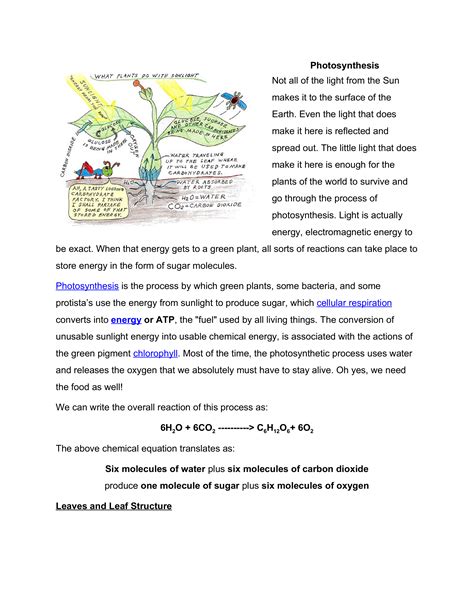 Photosynthesis And Cellular Respiration Shayna Duncan Library