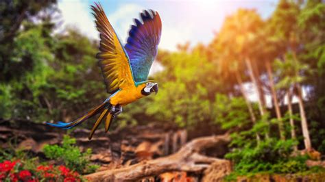 Desktop Wallpaper Flying Macaw Parrot Bird Hd Image Picture