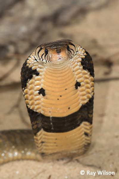 Monocled Cobra Naja Kaouthia