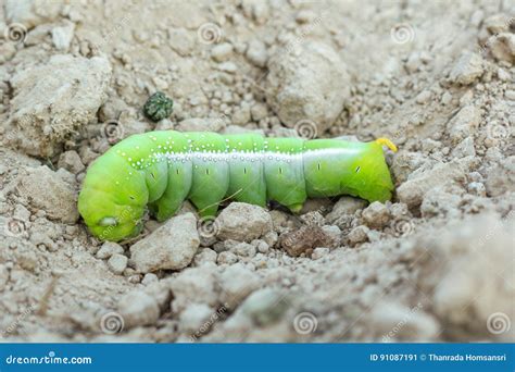 Green Butterfly Caterpillar Stock Image Image Of Lunar Crawl 91087191