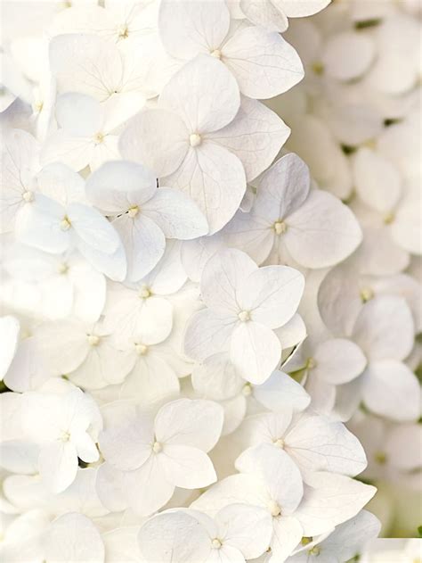 White Flowers Обои искусство Цветочные фоны и Фотография цветов