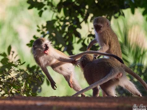Monkeys Playing Appeared In Fstoppers Magazine
