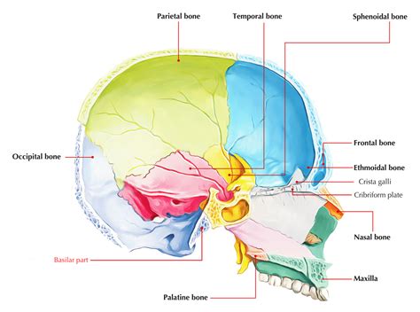 Occipital Bone Fracture Yugola
