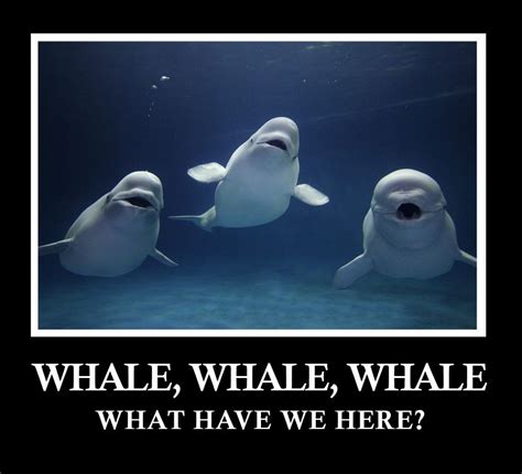 Funny Rfunny Whale Funny Funny Pictures You Make Me Laugh