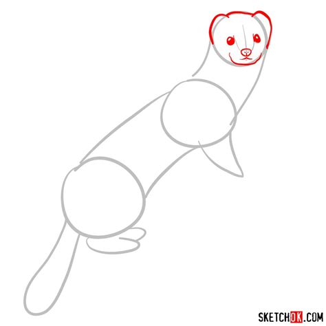 How To Draw A White Weasel Sketchok Easy Drawing Guides