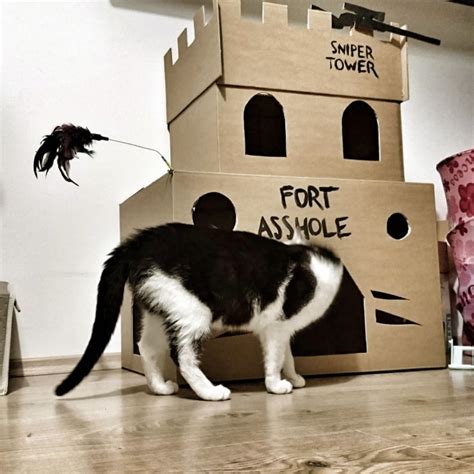 People Have Started Building Ahole Forts For Their Cats