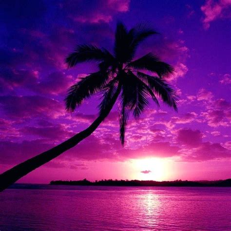 I Want To Live On This Purple Tropical Island Purple Sunset Purple