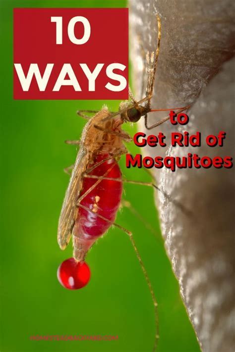 10 Ways To Get Rid Of Mosquitoes Diy Mosquito Repellent