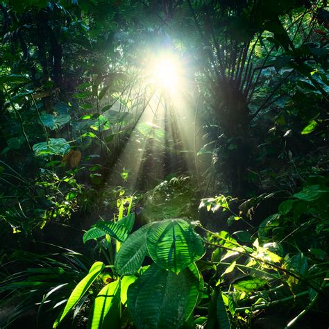 Gambar : alam, cabang, cahaya, kayu, sinar matahari, daun, hijau, rimba