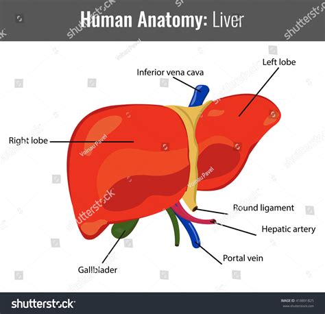 Human Liver Detailed Anatomy Vector Medical Stock Vector 418891825