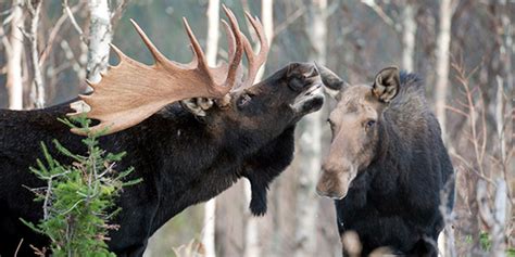 Moose National Wildlife Federation