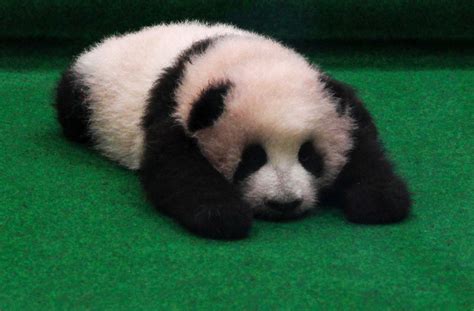 Malaysias New Baby Panda Makes Her Adorable Debut