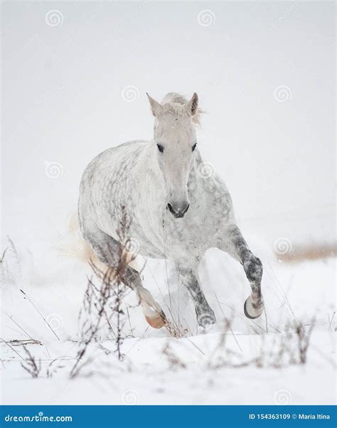 Gray Orlov Trotter In Winter Stock Image Image Of Healthy Gallop