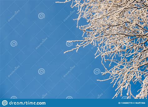 Frosted Tree In Frosty Day Against The Blue Sky Stock Photo Image Of