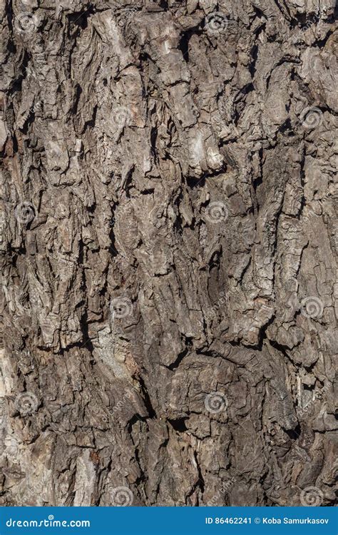 Casca De árvore Velha Enrugada Do Salgueiro Textura Da Casca Do Salgueiro Imagem de Stock