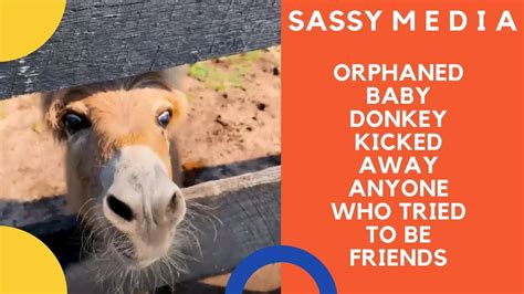 Orphaned Baby Donkey Kicked Away Anyone Who Tried To Be Friends Youtube