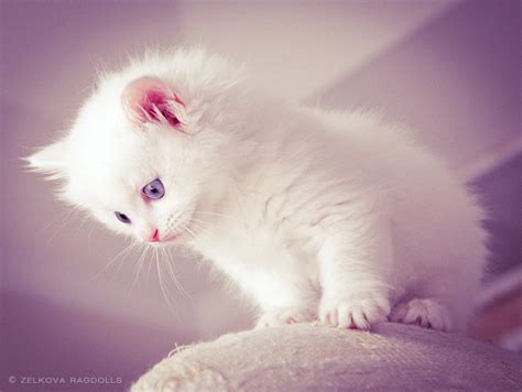 White Cute Kitten Images Hd Gray And Black Kitten Cats Cat Blue Eyes