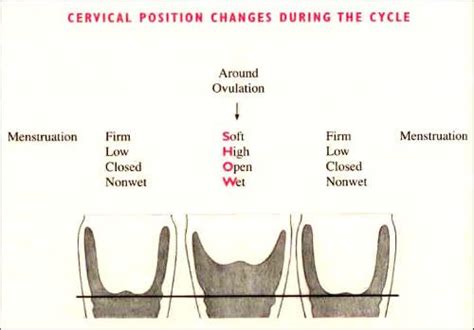 How To Detect Your Cervix Position Cp And Cervical Mucus Cm Type